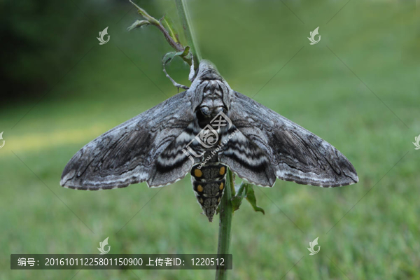 5點(diǎn)天蛾天蛾
