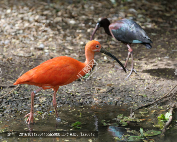 猩紅色的朱鷺（Eudocimus,ruber）