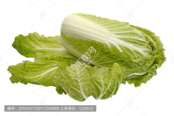 北京大白菜；分離