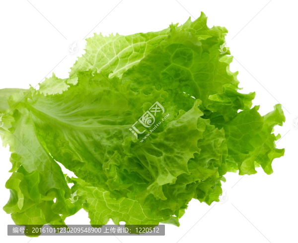 生菜葉；分離
