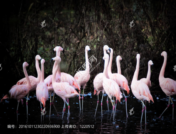 火烈鳥-匯圖網(wǎng) www.fosd68.com 火烈鳥