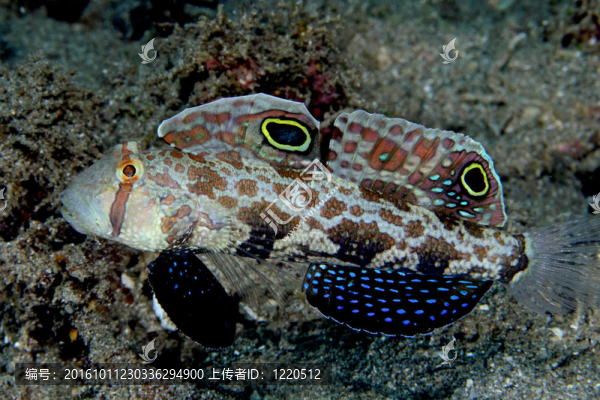 雙點雀蝦虎魚