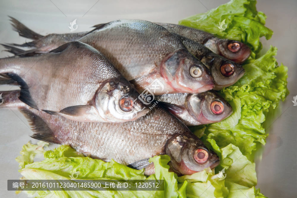 淡水魚