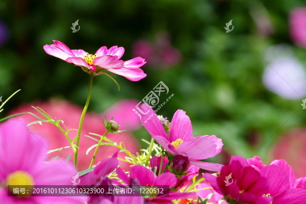 多彩的宇宙花射擊