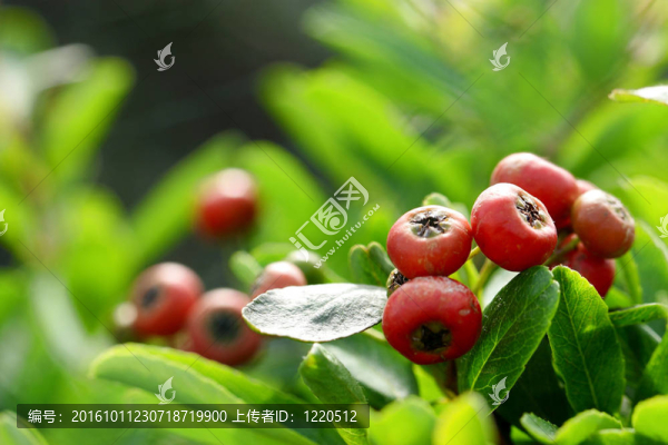 純陽子與綠葉