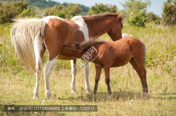 小馬駒寶寶護(hù)理