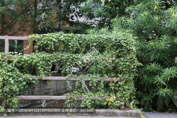 藤蔓植物