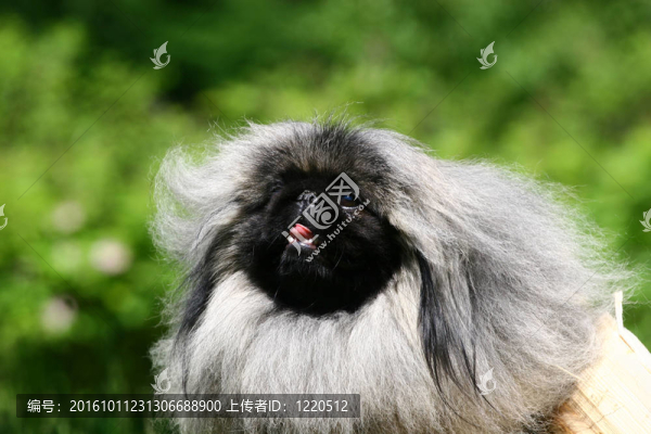 北京人