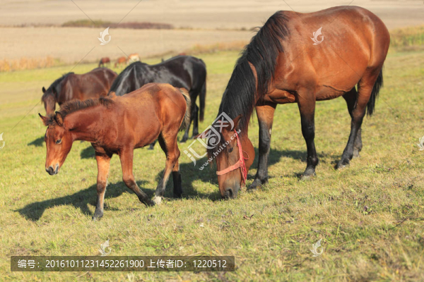 母馬和馬駒放牧