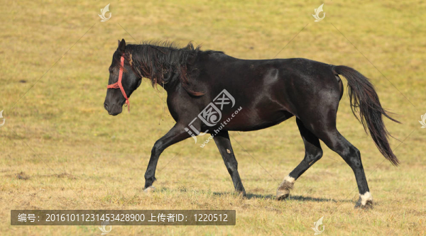 馬
