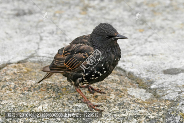 星；Sturnus,vulgaris；Starling