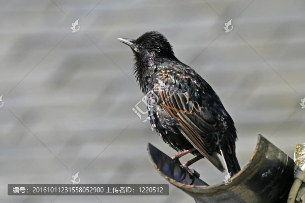 星；Sturnus,vulgaris；Starling