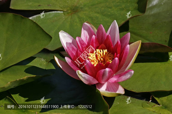 睡蓮；Nymphaea,Hybrid