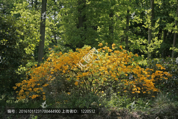 林中的杜鵑花