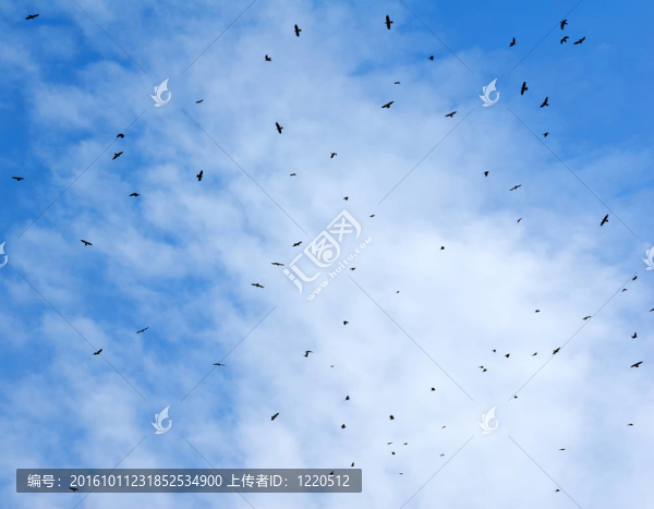天空中飛翔的鳥。