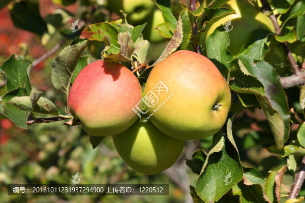 陸奧蘋果3