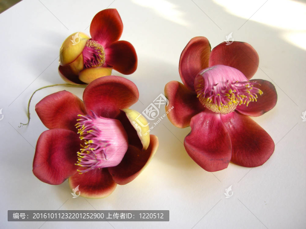 炮彈花五