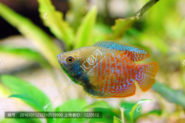 水族館里的金魚