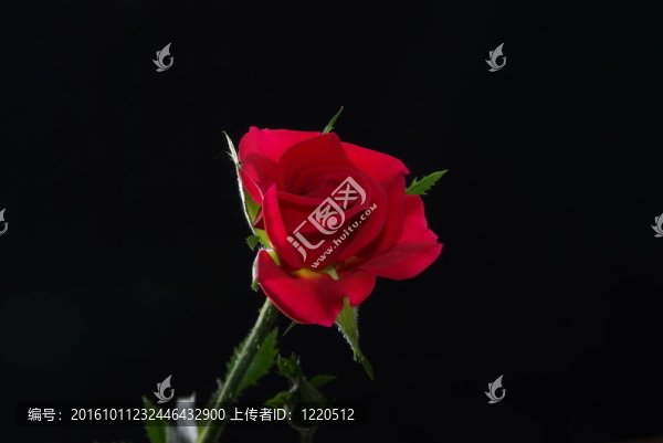 紅玫瑰
