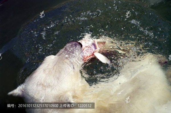 北極熊