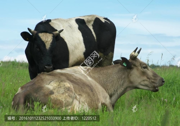 公牛和母牛