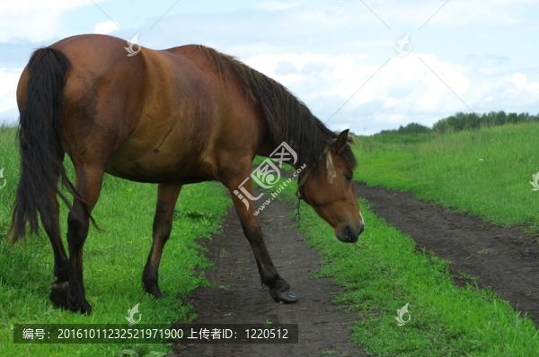 馬