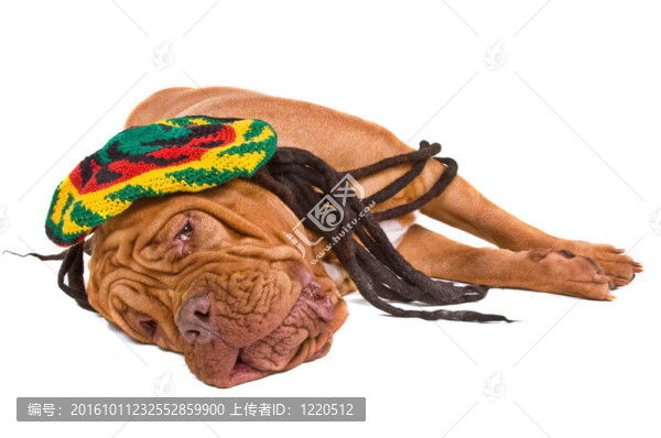 狗躺在Rastafarian,Hat