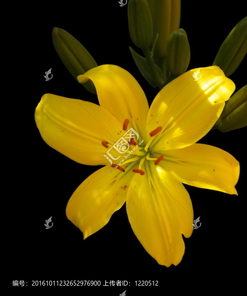 Yellow,lily黑