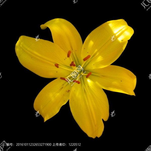 Yellow,lily黑