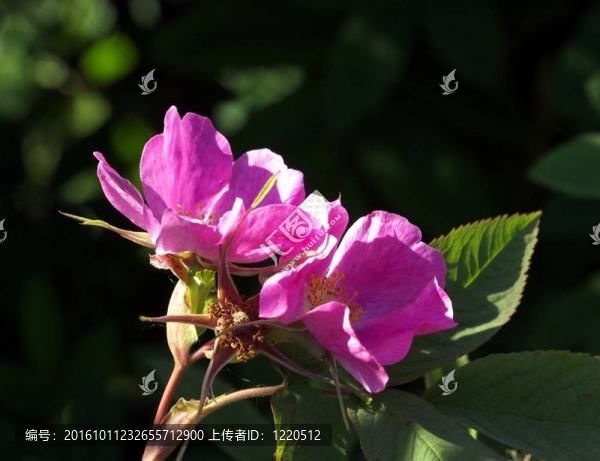 野玫瑰