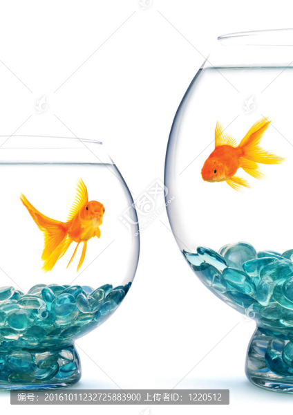 金魚在魚缸里