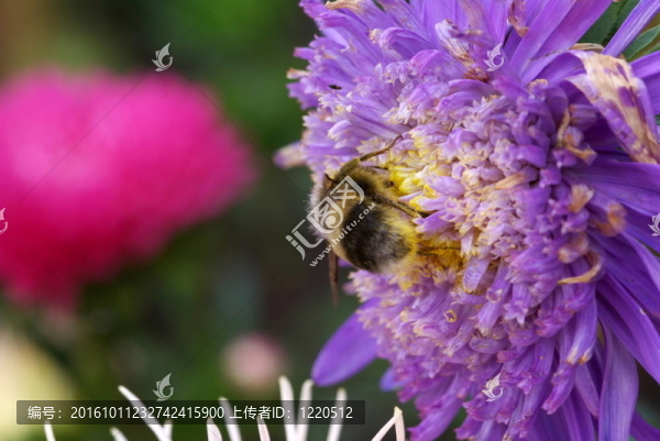 蜜蜂從花中喝花蜜