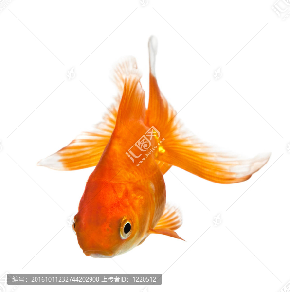 白色金魚