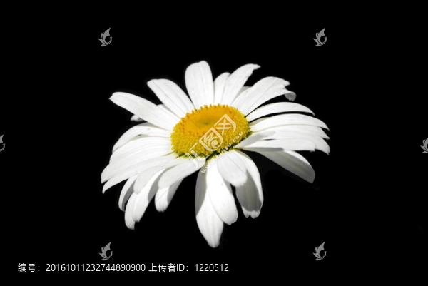 單牛眼