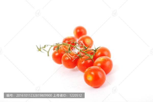 番茄中分離