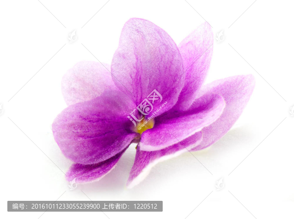 紫羅蘭花