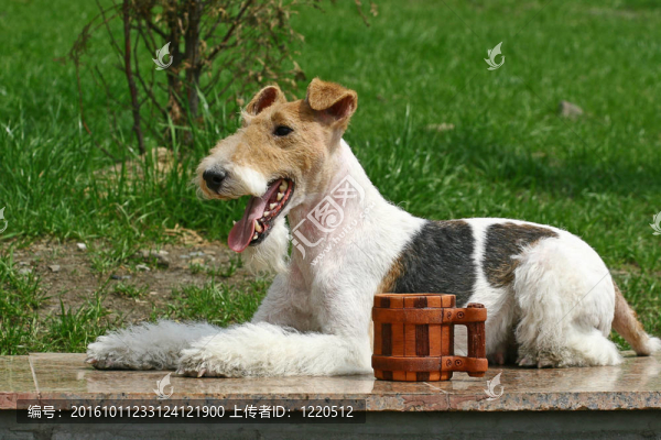 的獵狐犬是狗的一個品種；其中許多梗類犬。這是一個明顯的獵狐犬品種。雖然它酷似光滑的Fox,Terri