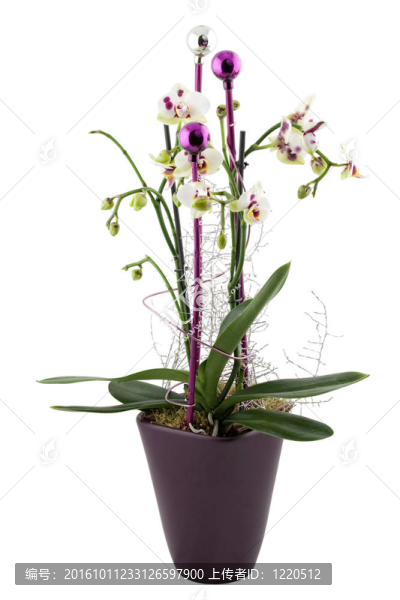 圣誕節(jié)的蘭花