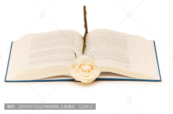 白色的玫瑰在藍(lán)色的書上