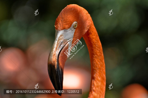 火烈鳥