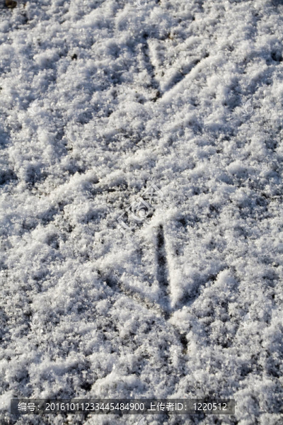 從一只鳥腳在雪地上的腳印