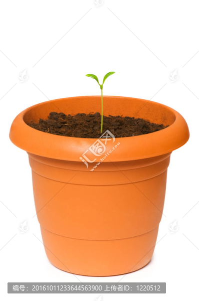 在粘土盆栽綠化苗木