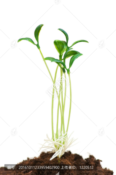 綠色苗木闡釋新生活理念