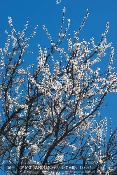 杏樹(shù)開(kāi)花。