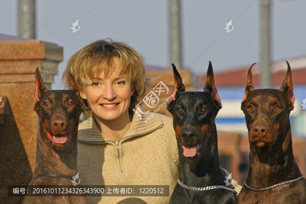 多伯曼平犬（或者拼寫Dobermann在許多國家）或多伯曼犬是一個品種的家犬。Dobermann,P