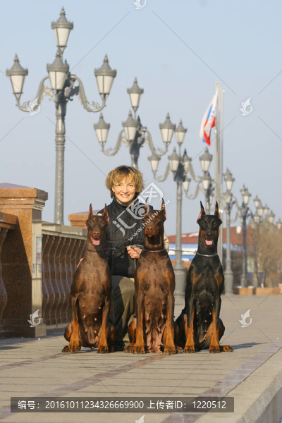 動(dòng)物；棕色；犬；犬；寵物；友誼；可愛；保護(hù)；警覺；純種的；哺乳動(dòng)物；杜賓；鏡頭；伙伴關(guān)系；工作室；微
