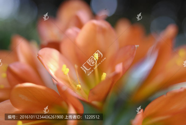 君子蘭雄蕊特寫