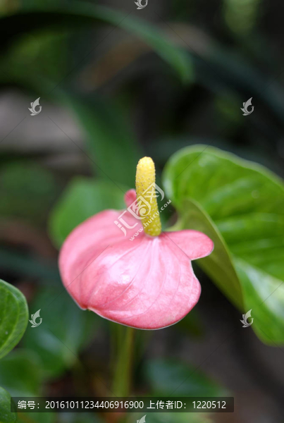 Anthrium,andraeanum,Lindl。