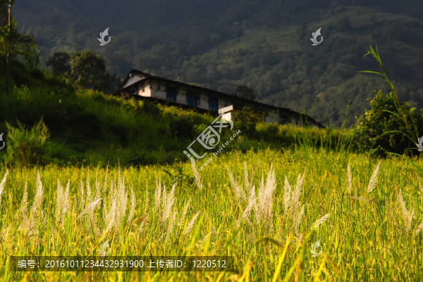 尼泊爾田園風(fēng)光