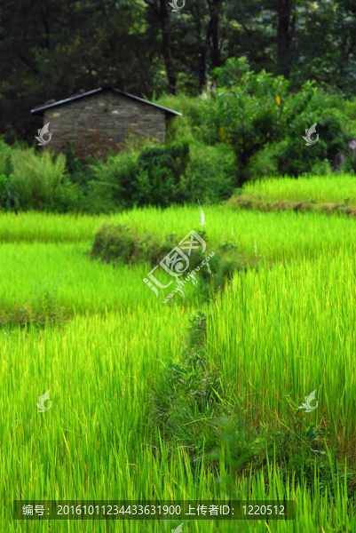 尼泊爾田園風(fēng)光
